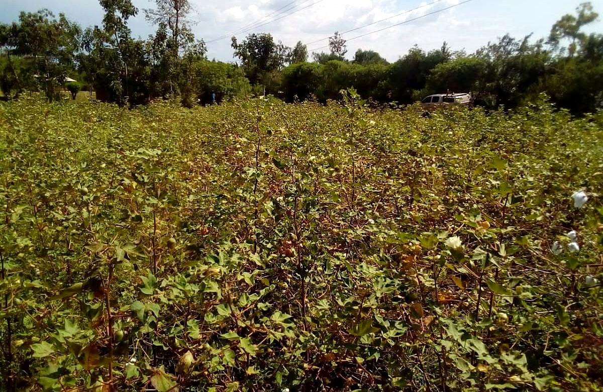 Regenerative agriculture and material sourcing context